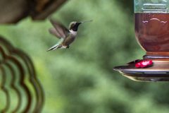Black-Chinned Humingbird