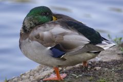 duck