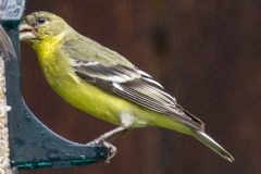 goldfinch