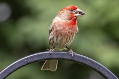 housefinch