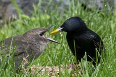 starlingfeeding
