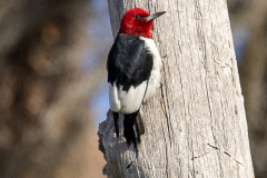 redheadedwoodpecker03-20-2021