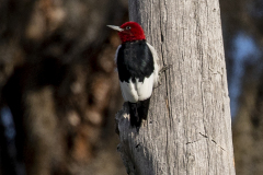 redheadedwoodpecker03-20-2021b