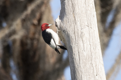 redheadedwoodpecker03-20-2021c