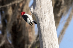 redheadedwoodpecker03-20-2021d