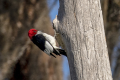 redheadedwoodpecker03-20-2021e