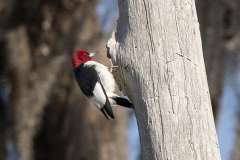 redheadedwoodpecker03-20-2021f