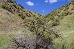 shawmountainrd05-06-2020A_RS