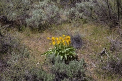 shawmountainrd05-06-2020C_RS