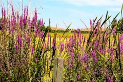 purple08042019_RS