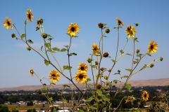 yellow08042019_RS