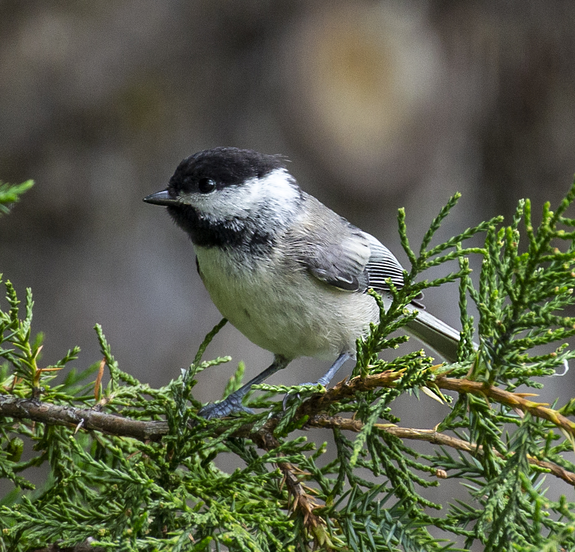 Back Yard Birds