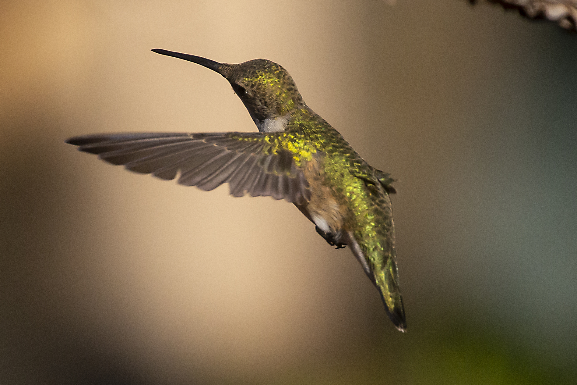 Hummingbirds!