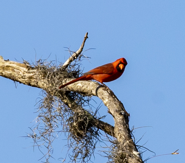 Northern Cardinals