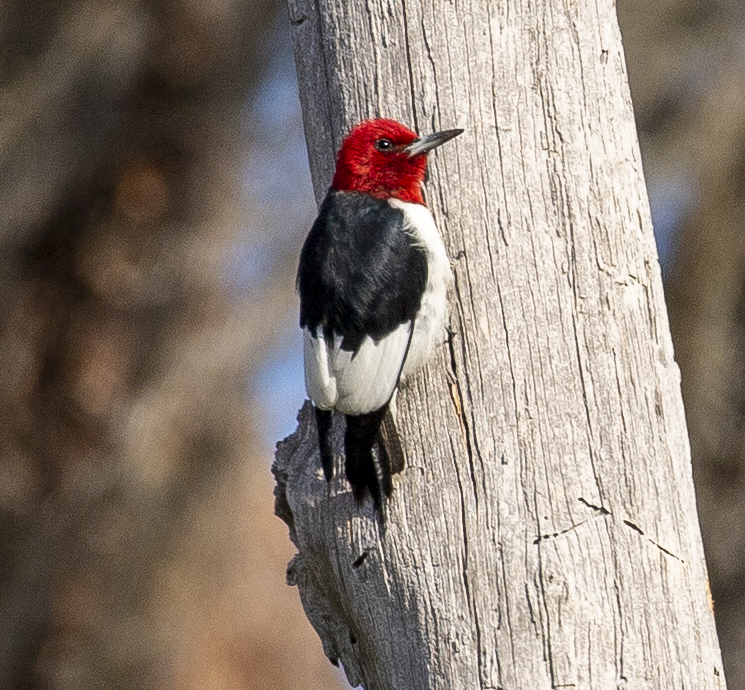 Red Headed Woodpecker
