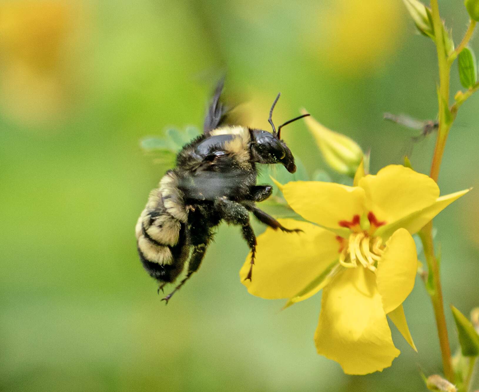 Bees!